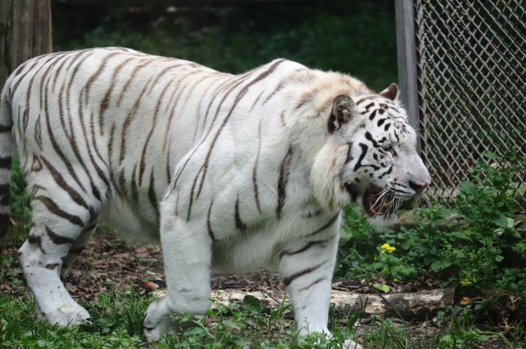 2025重庆动物园游玩攻略（开放时间+门票+路线）(图2)