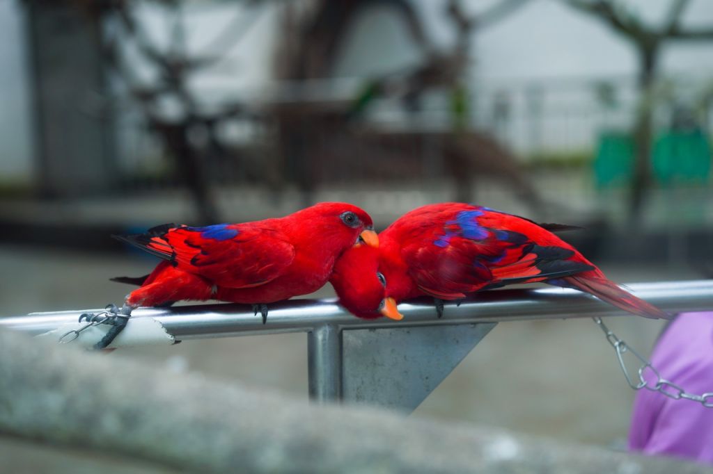 2025重庆动物园游玩攻略（开放时间+门票+路线）(图4)