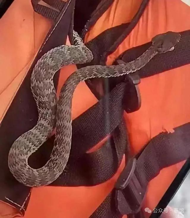 三亚毒蛇咬人事件那些忽视的真相！(图3)