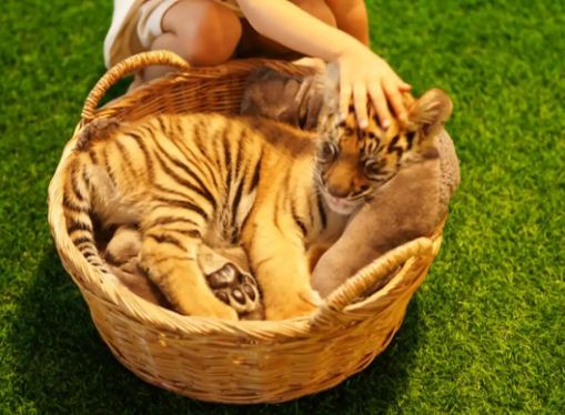 酒店“萌狮叫早”之死谁的锅？(图2)