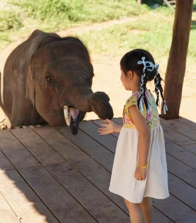 酒店“萌狮叫早”之死谁的锅？(图3)