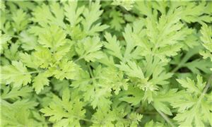 2024年游乐园行业市场深度发展研究未来发展前景分析(图3)