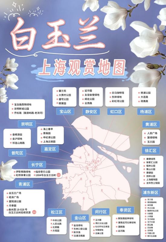 以创意续花期白玉兰当选上海市花40周年上海启动白玉兰文创设计大赛(图2)