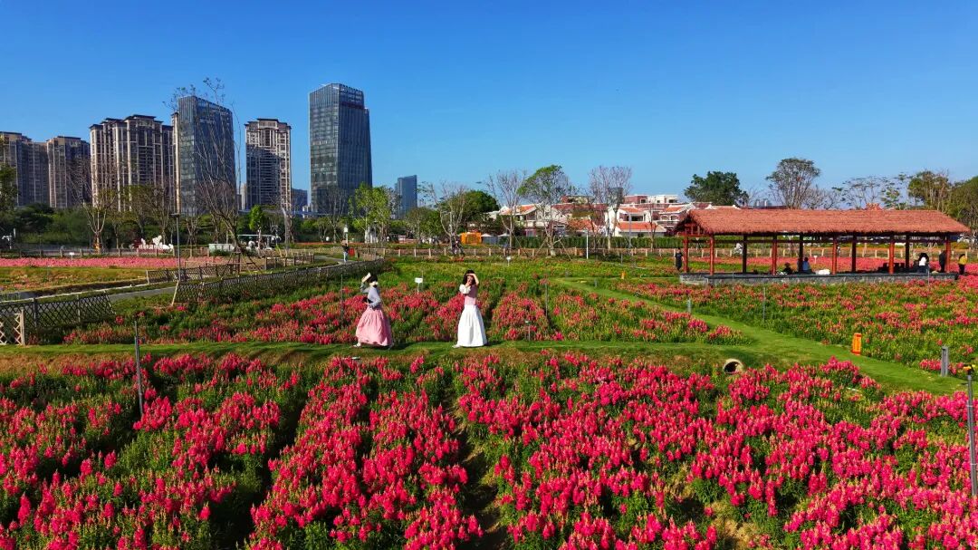 龙江岁月:时光筑巢共绘漳州民生幸福长卷(图5)