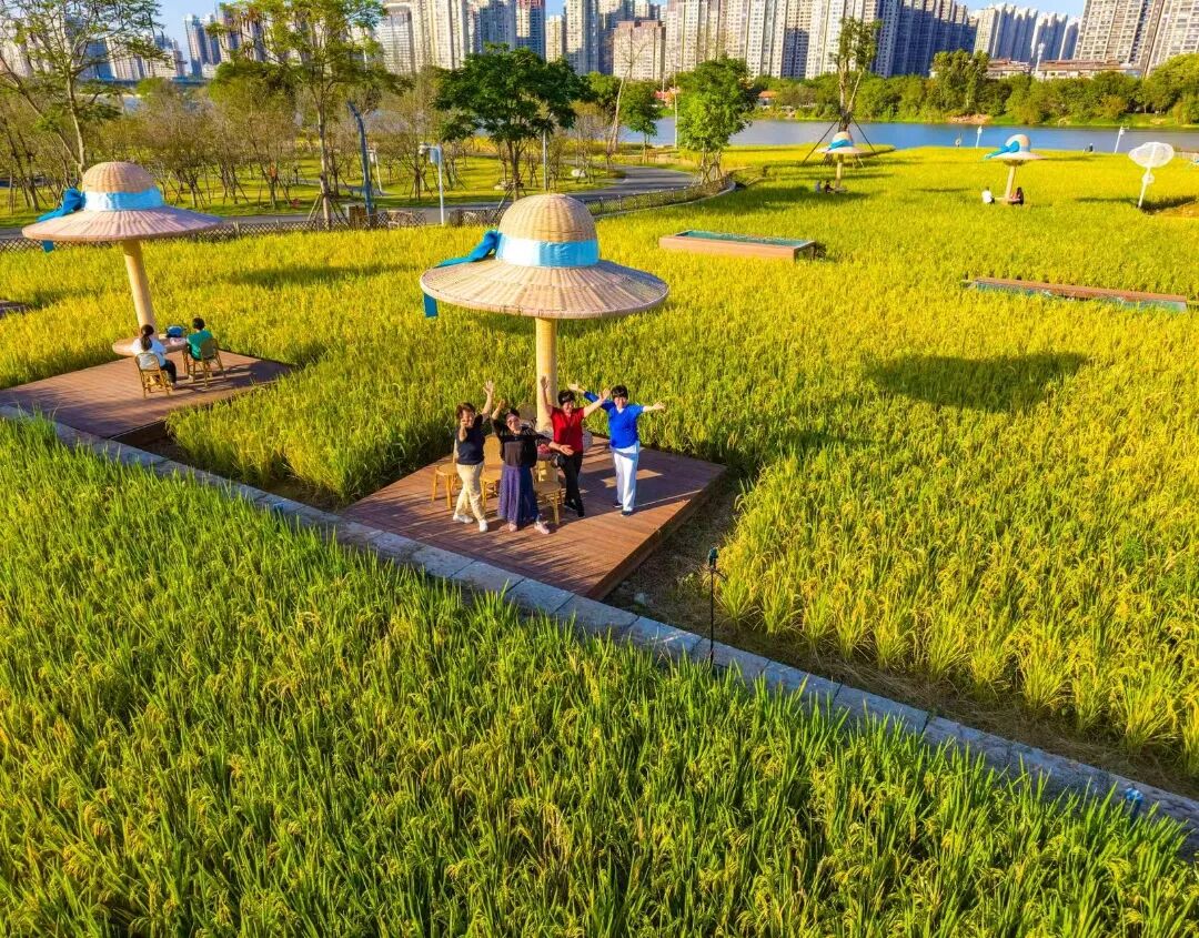 龙江岁月:时光筑巢共绘漳州民生幸福长卷(图8)